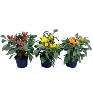 Pianta di peperoncino ornamentale con frutti rossi, gialli e arancioni in vaso.