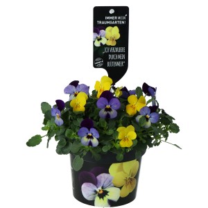 Viole del pensiero in vaso, gialle e blu-gialle, una colorata piantumazione primaverile per aiuole e balconi.