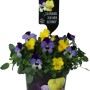 Viole del pensiero in vaso, gialle e blu-gialle, una colorata piantumazione primaverile per aiuole e balconi.