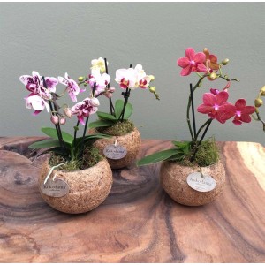 Kokodama Orchidea Vaso 12 cm
