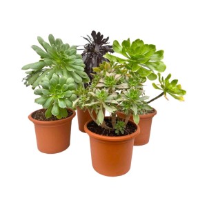 Aeonium Mix piante succulente vaso Ø 25 cm