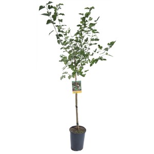 Giovane albero da frutto in vaso, foglie verdi. Ideale per giardino o balcone.