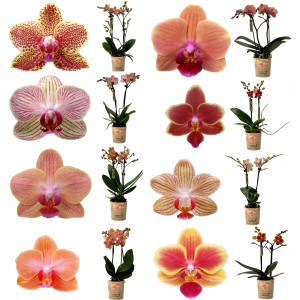 Orchidea Phalaenopsis arancione, diverse varietà in vaso da 9 cm.