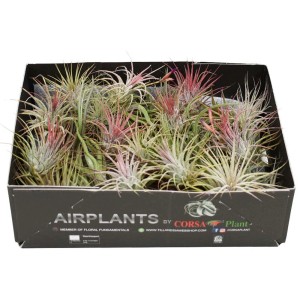 Scatola di Tillandsia (piante aeree) multiple con accenti rosa.