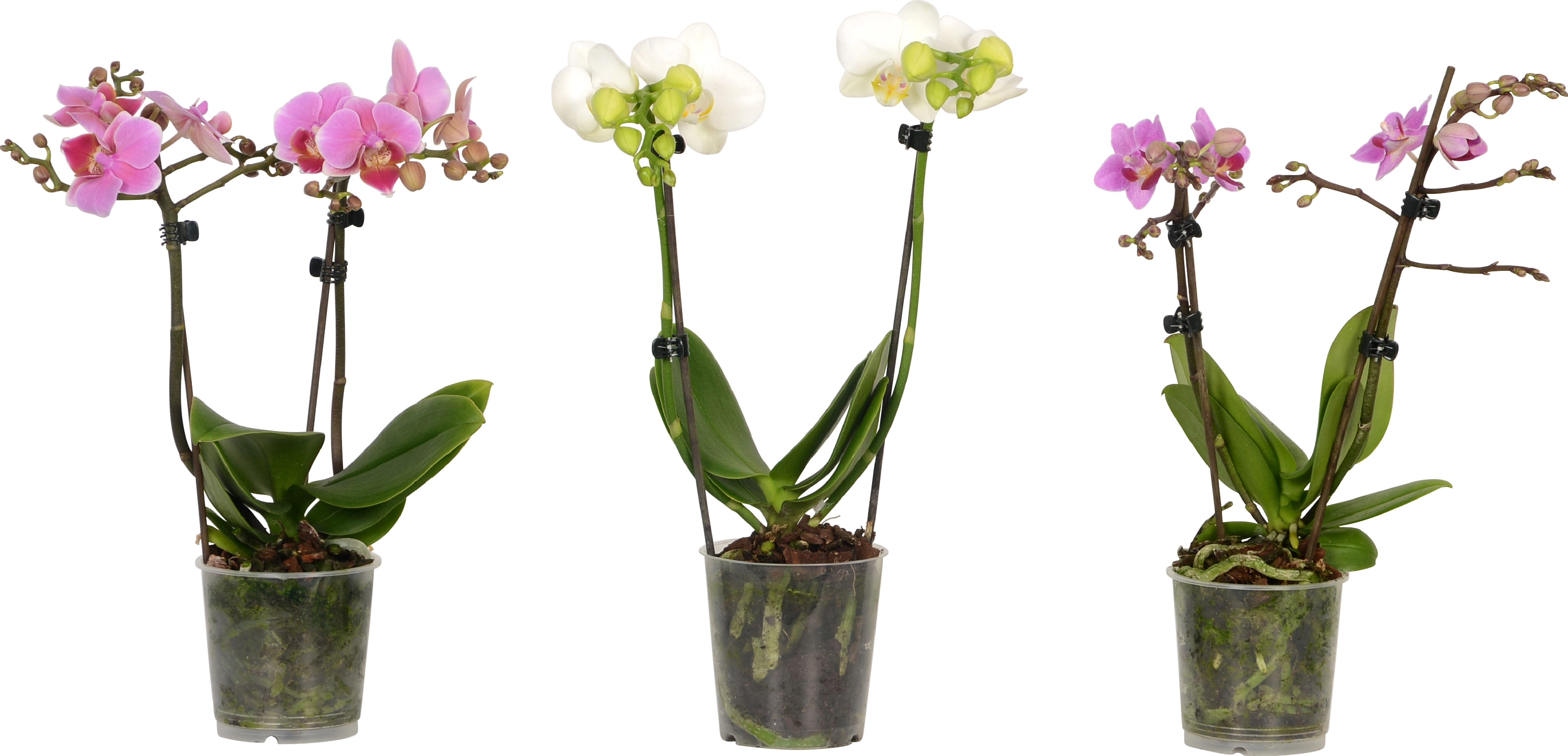 ORCHIDEA PHALAENOPSIS TABLO BIANCO CHAMPAGNE 2 RAMI VASO 12CM - Speciale  Orchiday Online Peragashop