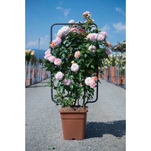 Rosa rampicante in vaso con supporto, fiori rosa.