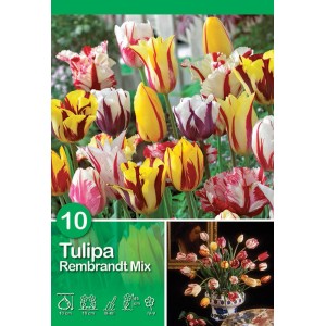 Confezione di tulipani Rembrandt Mix semplici tardivi, vari colori e motivi.