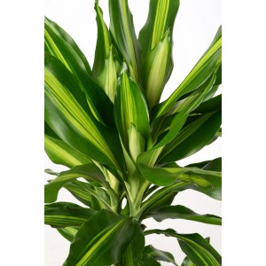 Dracena 'Cintho' con foglie verde-gialle in vaso, altezza circa 120 cm.