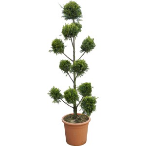 Cipresso gigante 'Castlewelland Gold' in vaso, altezza ca. 140 cm, arte topiaria.