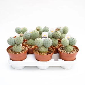 Diversi cactus t.b.t. verdi in vasi marroni su un vassoio bianco.