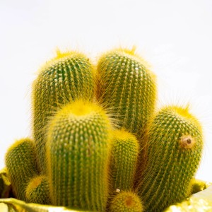 Cactus echinocactus grusonii (t.b.t.) con spine gialle in lamina d'oro.