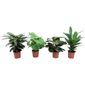 Assortimento di Calathea (Korbmarante) in vaso, altezza circa 65 cm. Piante d'appartamento colorate assortite.