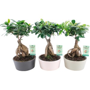 Tre bonsai t.b.t. in vasi grigi, rosa e beige.