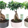 Tre bonsai t.b.t. in vasi grigi, rosa e beige.