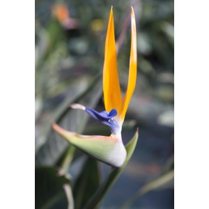 Fiore esotico t.b.t. giallo e blu, primo piano.