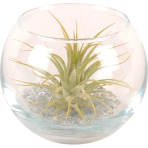 Composizione di Tillandsia in vetro, piccola sfera con pietre grigie, pianta da interno facile da curare.