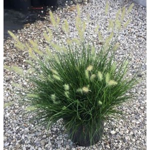 Erba Penniseto in vaso, erba ornamentale decorativa per giardino e balcone.