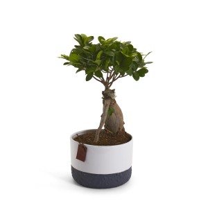 Piccolo albero bonsai in vaso con motivo colorato bianco e blu.