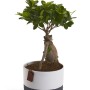 Piccolo albero bonsai in vaso con motivo colorato bianco e blu.