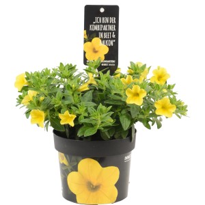 Callie Yellow Calibrachoa in vaso, fiori giallo brillante, ideale per cesti appesi e balconette.