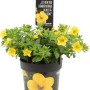 Callie Yellow Calibrachoa in vaso, fiori giallo brillante, ideale per cesti appesi e balconette.