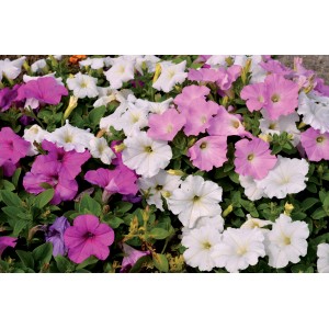 Aiuola di petunie bianche, rosa e viola. Piante da balcone e da terrazza per il giardino.