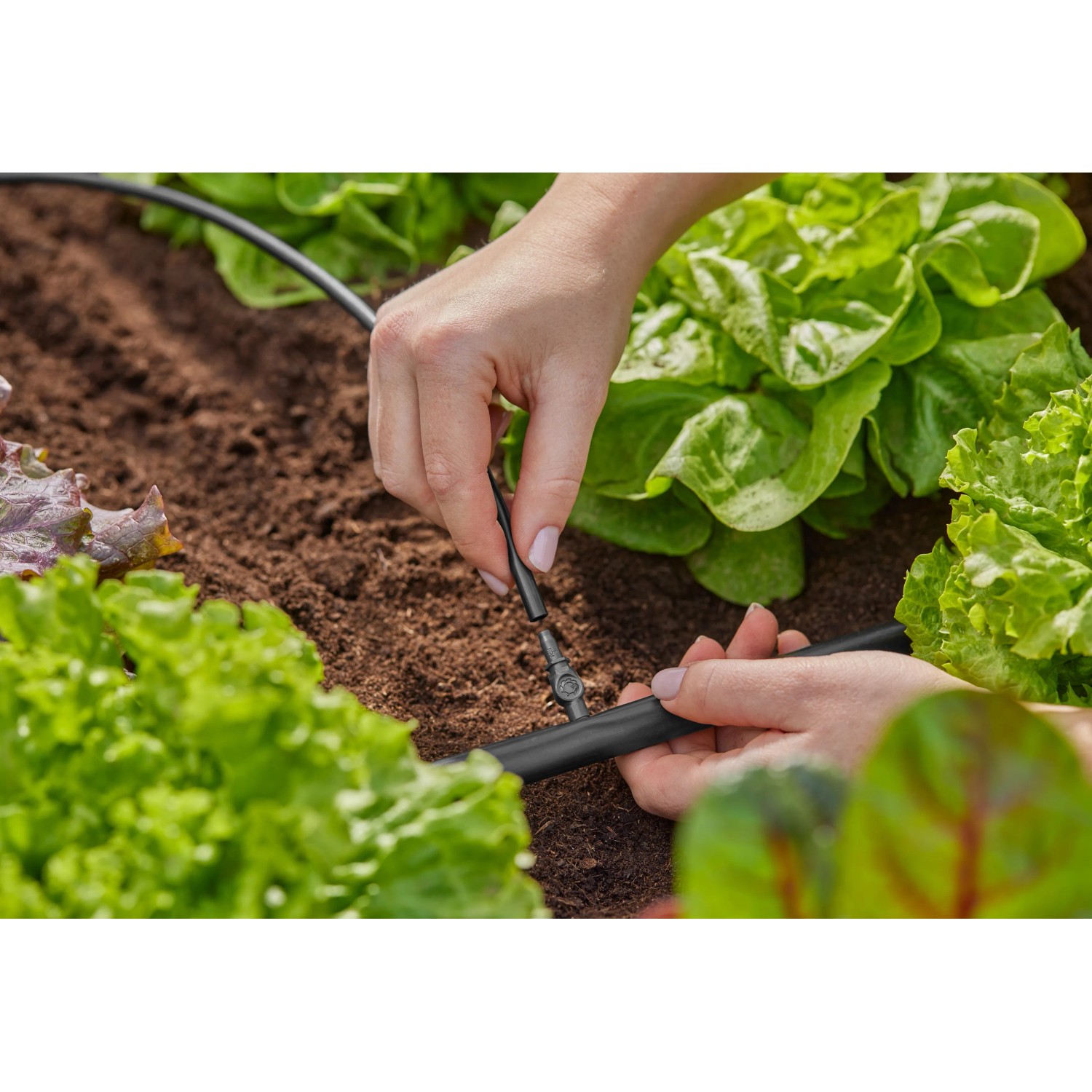 Connettore Gardena 4,6 mm (3/16) in uso per l'estensione del sistema Micro-Drip in giardino.