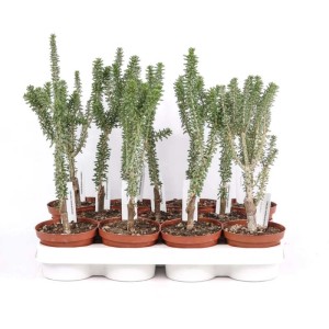 Ceraria namaquensis pianta succulenta in vaso Ø 10,5 cm