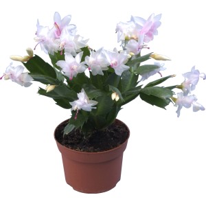 Cactus di Natale "Flame" con fiori bianchi in vaso marrone, vaso-Ø ca. 9 cm.