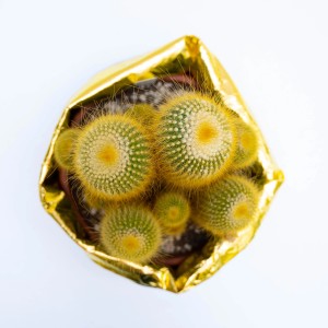 Cactus dorato in vaso: Diversi cactus rotondi verdi con spine gialle in lamina dorata.