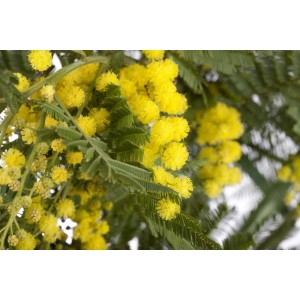 Primo piano di una mimosa in fiore con fiori gialli e foglie verdi.