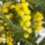Primo piano di una mimosa in fiore con fiori gialli e foglie verdi.