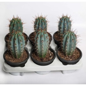 Browningia hertlingiana Cactus azzurro vaso Ø 13 cm