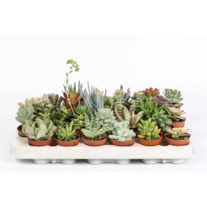 Assortimento di piante grasse in vassoio, vari tipi e colori.