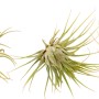 Tillandsia Mix, set di varie piante aeree verdi e rossastre.