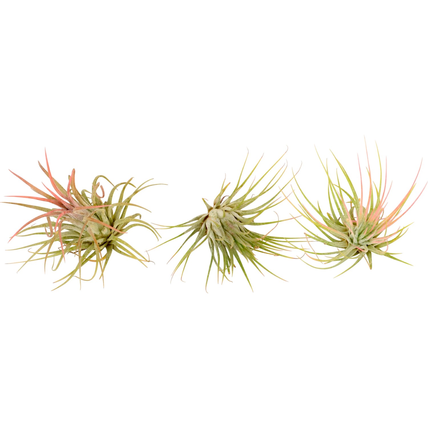 Tillandsia Mix, set di varie piante aeree verdi e rossastre.