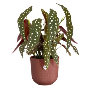 Vaso per fiori Elho Jazz, Ø 16,5 cm, rosso, con pianta a pois. Ideale come decorazione per interni.