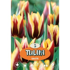 Tulipani Gavota: Fiori di tulipano multicolore in giallo e rosso, ideali per la primavera.