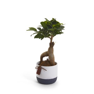 Piccolo albero bonsai in vaso con motivo colorato bianco e blu.