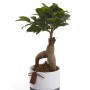 Piccolo albero bonsai in vaso con motivo colorato bianco e blu.