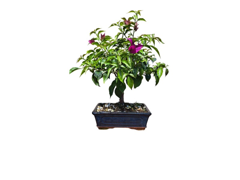 Bouganville bonsai vaso 20 cm OBI