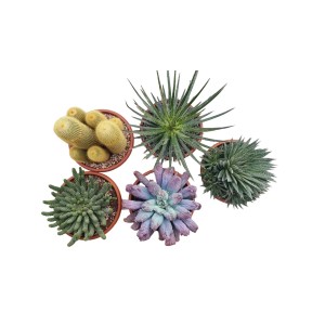 Diverse piante grasse e cactus in vaso, vista dall'alto.