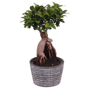 Ficus da interno come bonsai in vaso grigio.