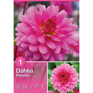 Dalia Rosella rosa scuro, un fiore estivo decorativo per aiuole e vasi.