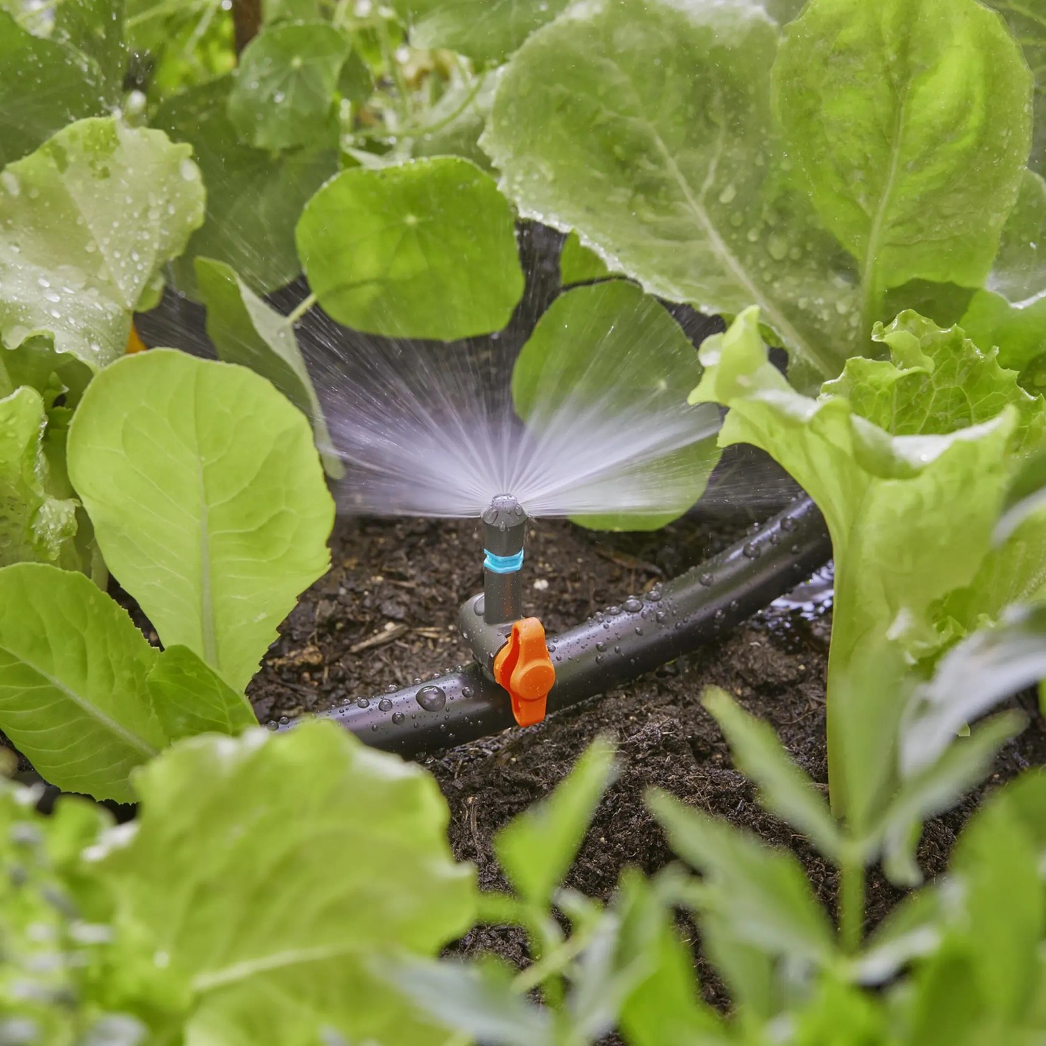 Irrigazione di un orto con ugello a spruzzo Gardena 180° e sistema Micro-Drip.