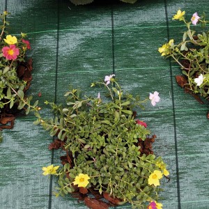 Reti protettive verdi con portulaca colorata.