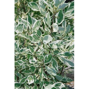 Corniolo: arbusto con foglie variegate verdi e bianche.