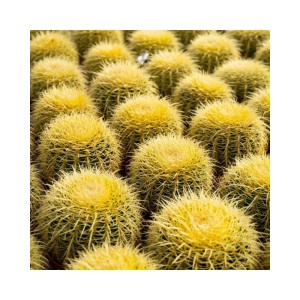 Echinocactus grusonii Cactus vaso Ø 23 cm