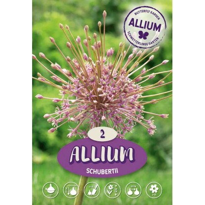 Allium Schubertii