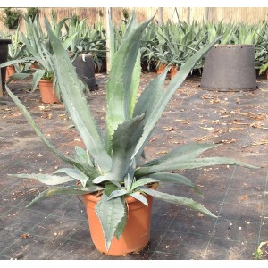 Grande agave in vaso, una succulenta decorativa per luoghi soleggiati.